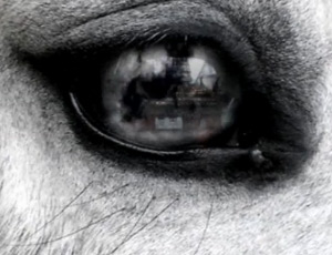 Video & Motion Graphics